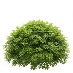 Lush green schefflera arboricola bush isolated on white background