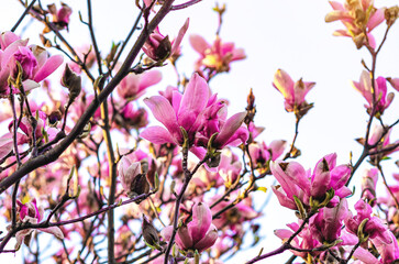 Background of magnolia flowers easily damaged by early spring frosts. Symbolic image of climate change.