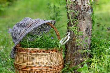 Wicker basket filled with cleavers near tree trunk, white scissors and summer hat resting on top, natural green background, spring wild herb harvest, rustic lifestyle, eco friendly foraging moment