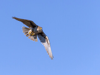 Prairie Falcon in flight