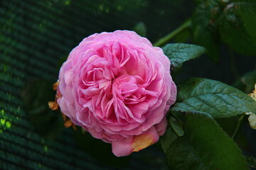 La rosa