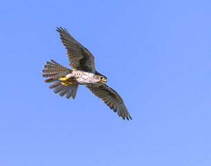 Prairie Falcon in flight