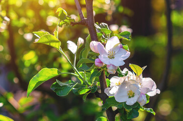 Apple tree branch with large white-pink delicate flowers and buds. Floral natural spring screen...