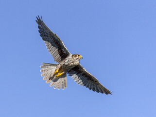 Prairie Falcon in flight