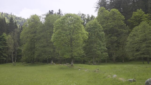 Prairie au milieu de la montagne vosgienne, arbre et muret