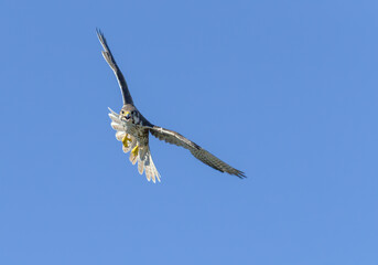 Prairie Falcon in flight