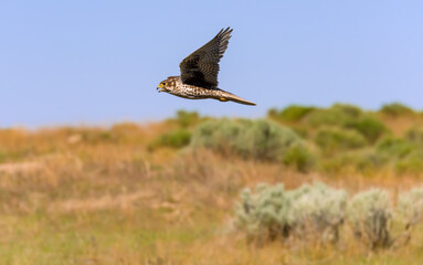 Prairie Falcon in flight