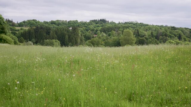 Prairie couverte de fleurs dans les montagnes vosgiennes avec collines et for&ecirc;t en arri&egrave;re plan