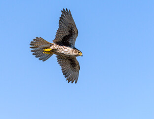 Prairie Falcon in flight