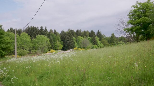 Route de campagne entour&eacute;e de fleurs et de for&ecirc;ts dans les Vosges avec les oiseaux qui chantent