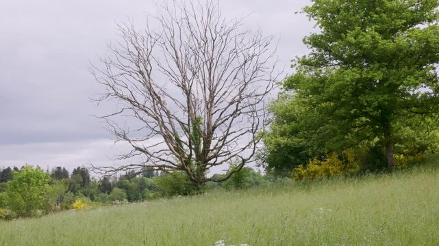 Arbre mort au milieu d'une prairie entour&eacute;e de for&ecirc;t dans les Vosges