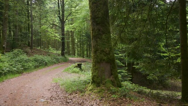 For&ecirc;t des Vosges et chemin de sous bois au printemps dans la r&eacute;gion de Remiremont