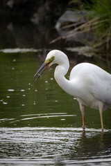 Close-up of a Great Egret standing in the water, holding a fish in its beak, on a cloudy summer day.