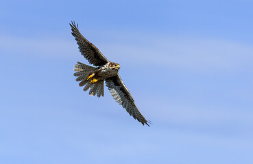 Prairie Falcon in flight