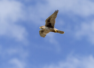 Prairie Falcon in flight