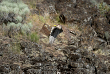Prairie Falcon in flight