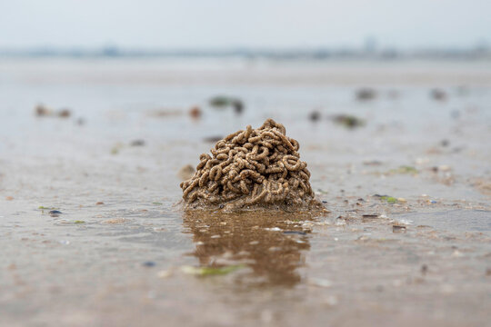Lugworm pile on the beach