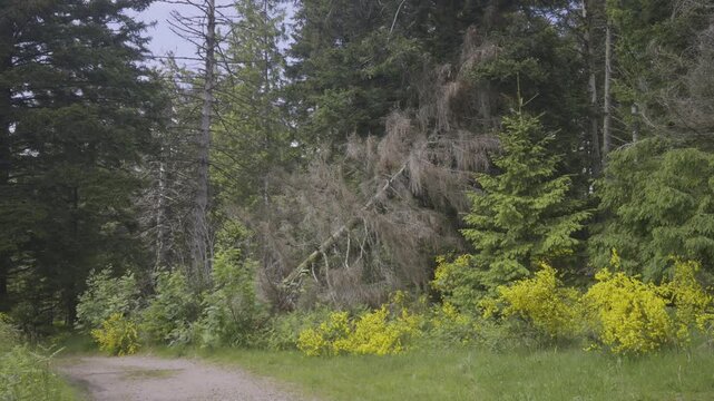 Sapin mort dans la for&ecirc;t vosgienne