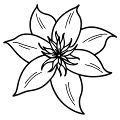 black and white lily