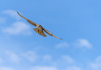 Prairie Falcon in flight