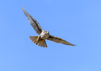 Obraz premium Prairie Falcon in flight