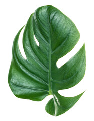 Green leaf of monstera deliciosa plant isolated on a white background. Split-leaf philodendron. Cheese plant.