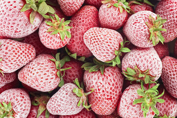 Background of frozen strawberries, top view. Pile of frozen strawberries.