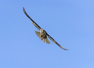 Prairie Falcon in flight