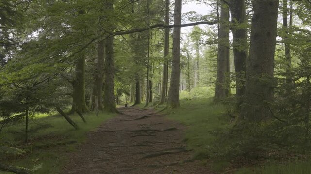Chemin de randonn&eacute;e au milieu de la for&ecirc;t des Vosges avec le chant des oiseaux