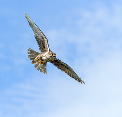 Prairie Falcon in flight