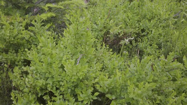 Buissons de myrtille (sans les fruits) au printemps dans le sous bois vosgien