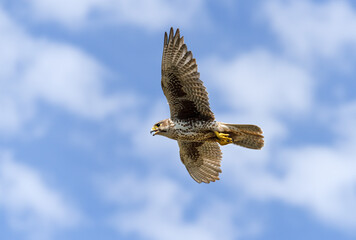 Prairie Falcon in flight