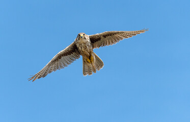 Prairie Falcon in flight
