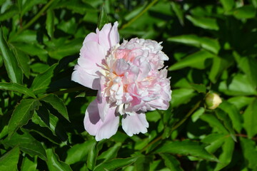 Blooming peony in madrid botanical garden during spring season. The peony or paeony, family Paeoniaceae. Pink peony
