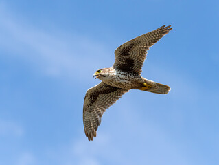 Prairie Falcon in flight