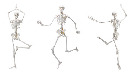 Artificial human skeleton model in different poses isolated on white, set