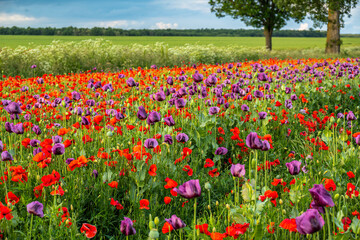 Blooming poppy and opium poppy field in spring countryside
