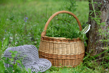 Wicker basket with cleavers herbs placed near tree, white scissors hooked on handle, crocheted summer hat on green grass, peaceful rural scene, spring herbal harvest, eco lifestyle concept