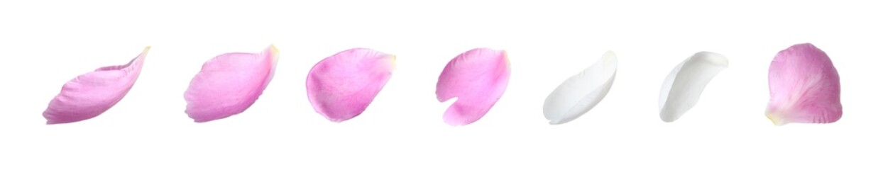 Beautiful peony petals on white background, set