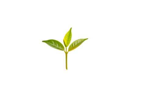 plant growing towards sun, stylized