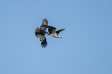 Obraz premium Fierce Osprey bird has wings spread wide in flight while a menacing crow bites at the tail feathers