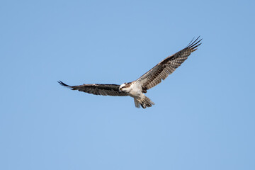 Fierce Osprey bird has wings spread wide in flight while circling in search of prey to eat
