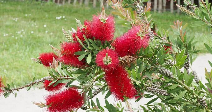 Callistemon citrinus | Crimson bottlebrush - Lemon bottlebrush - Scarlet bottlebrush - Red bottlebrush. Red flowers in spikes at the end of arching shoots with narrow stiff foliage
