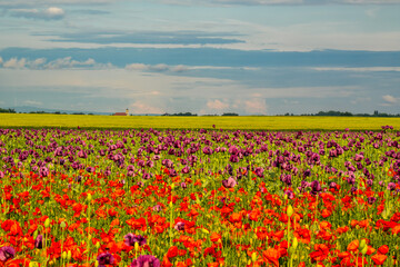Spring poppy and opium poppy field with distant chapel
