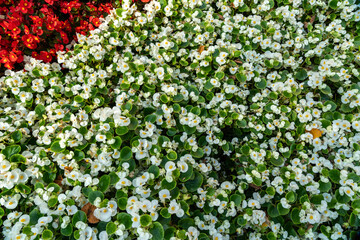 Begonia Flowers Texture Background, Street Bed Pattern, Blooming Plants on Summer Street