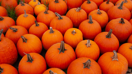 Pumpkins at a farmer's market