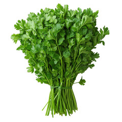 Fototapeta premium Fresh curly parsley bunch vibrant green leaves aromatic herb culinary ingredient bundle tied