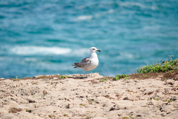 seagull on a rock