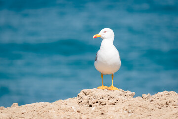 seagull on rock