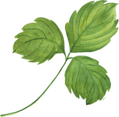 Watercolor hand-draw strawberry PNG